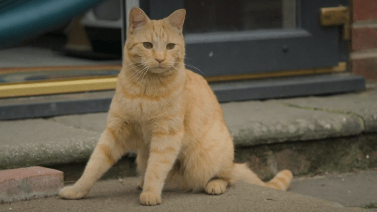 Bumble the wobbly cat in David Baddiel's Cat Man TV show on Channel 4
